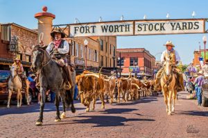 Fort Worth stockyards rodeo show cattle and cowboys and horses
